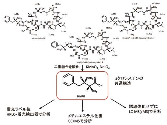 ミクロシスチンの総量測定法(MMPB法)の開発の図 (クリックで拡大画像がポップアップします)