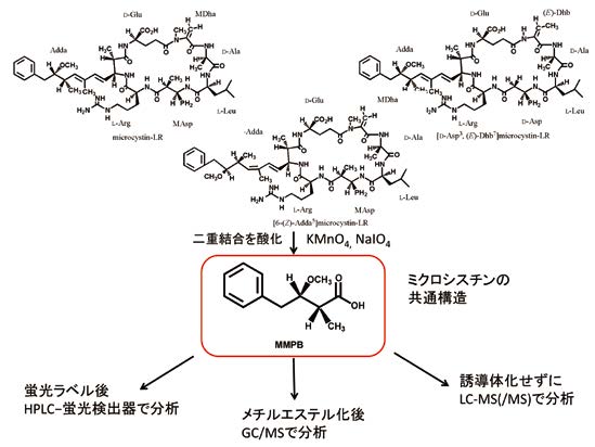 ミクロシスチンの総量測定法（MMPB法）の開発の図　（クリックで拡大画像がポップアップします）