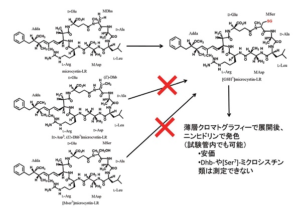 グルタチオン付加法の図(クリックで拡大画像がポップアップします)