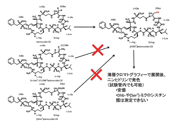 グルタチオン付加法の図（クリックで拡大画像がポップアップします）