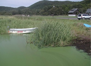 アオコが発生した湖の写真