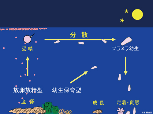 サンゴ礁を守り 再生するために 環境儀 No 53 国立環境研究所