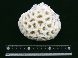 写真1　サンゴの標本（スボミキクメイシ）