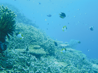 写真2　サンゴ礁は生物多様性の場（沖縄県）