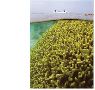 写真4-1　水温上昇とサンゴの白化（沖縄）