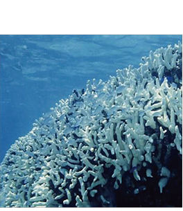 写真4-2　高水温により褐虫藻が抜け出して白化したサンゴ
