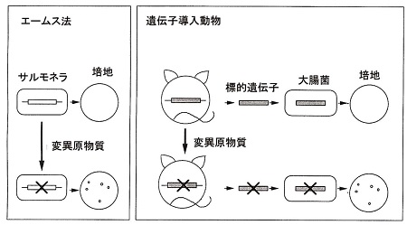 コラム２細菌を用いた突然変異検出法と遺伝子導入動物を用いた突然変異検出法 環境儀 No 56 国立環境研究所