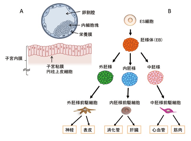 図１（クリックで拡大画像を表示）