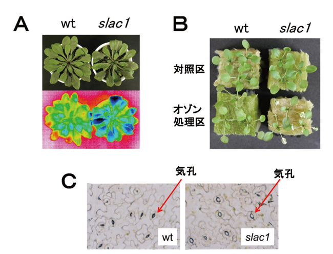 図6（クリックで拡大画像を表示）　気孔開度に異常を示すシロイヌナズナの突然変異体