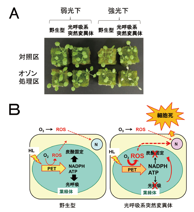 図7（クリックで拡大画像を表示）　光呼吸系酵素に異常のある突然変異体
