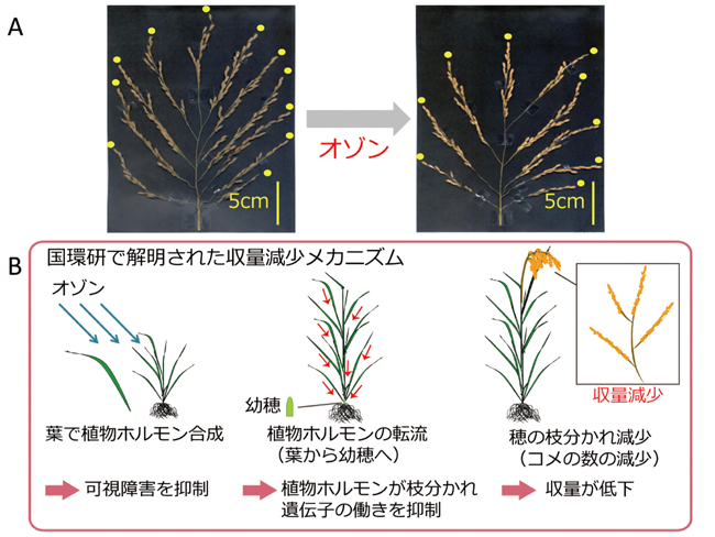 オゾンによるイネの収量への影響解説図