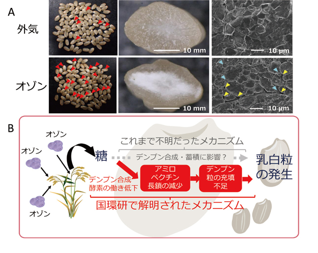 オゾンによるコメ品質への影響の図