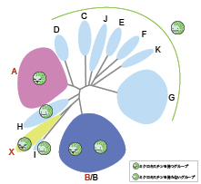 M. aeruginosaの種内系統群の図（クリックで拡大表示）