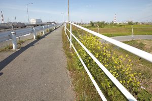 道路沿いナタネの写真