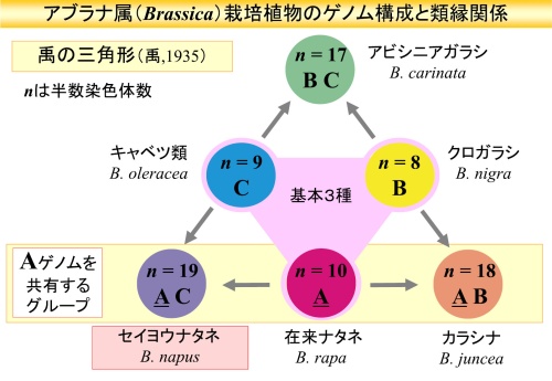 禹の三角形の図