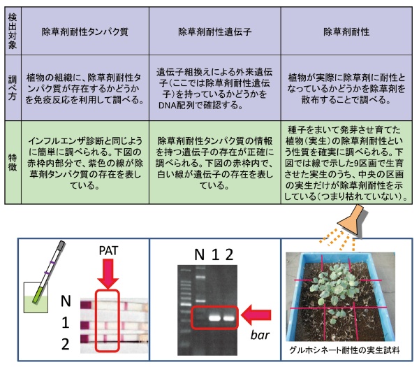 ナタネ調査の方法の表と図