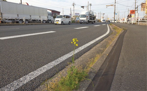 国道23号線道路脇のセイヨウナタネの写真