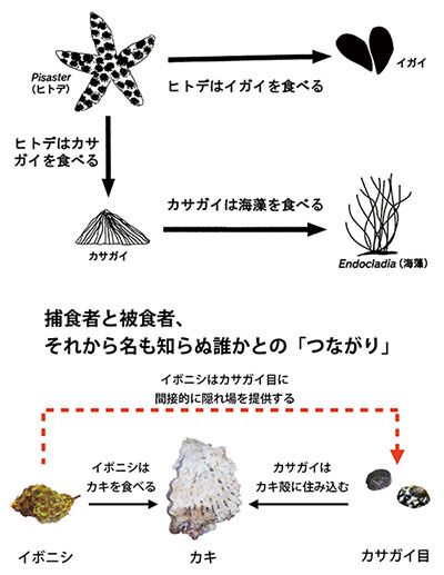 磯の生き物の「食う—食われる」関係