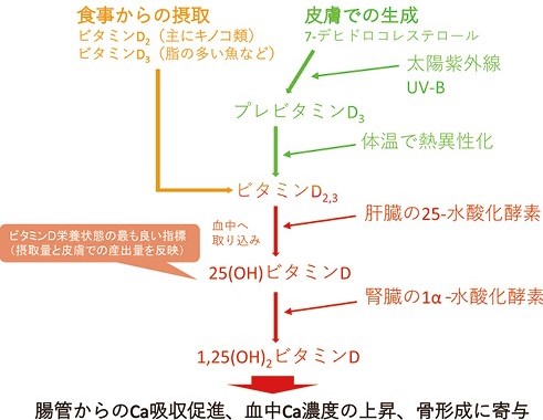 ビタミンDの食物からの摂取、皮膚での生成と体内での代謝の図