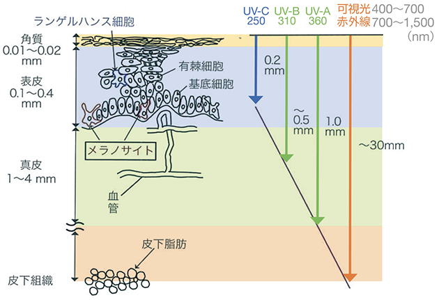 皮膚の構造と光の波長別透過特性（佐々木政子編著（2015）の図5.6を改変）の図