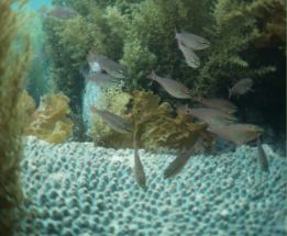 海藻とサンゴが共存する生物群集の写真
