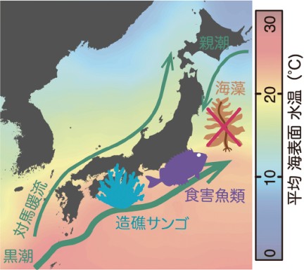 日本近海の海表面水温分布と主要な海流の流路の図