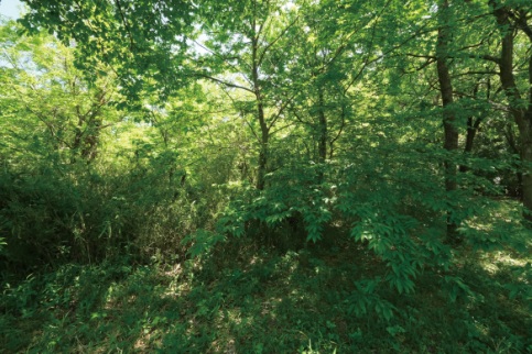 十分な手入れが行われていない植生の写真