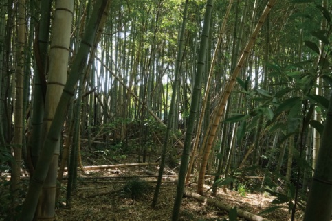 十分な手入れが行われていない竹林の写真