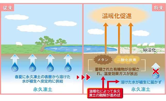 永久凍土の融解による草原生態系への影響を示した図