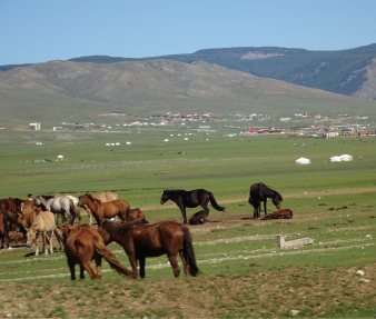 増え続けている家畜と進む遊牧民の定住化の写真