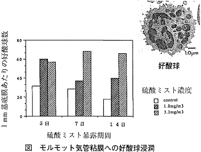 図  モルモット気管粘膜への好酸球浸潤