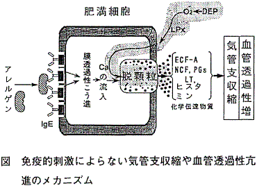 図  免疫的刺激によらない気管支収縮や血管透過性亢進のメカニズム