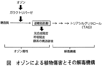 図  オゾンによる植物傷害とその解毒機構