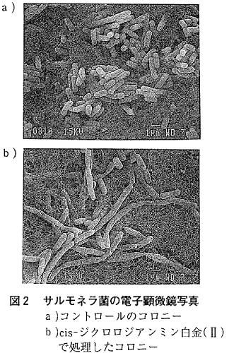 図２  サルモネラ菌の電子顕微鏡写真