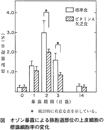 図  オゾン暴露による肺胞道部位の上皮細胞の標識細胞率の変化