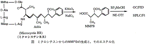 図  ミクロシチスンからのMMPBの生成と、そのエステル化
