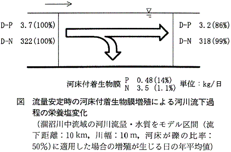 図  流量安定時の河床付着生物膜増殖による河川流下過程の栄養塩変化