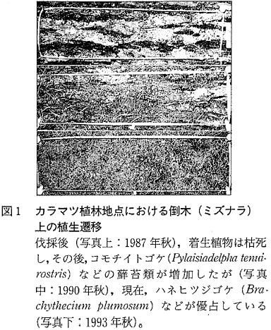 図1  カラマツ植林地点における倒木 (ミズナラ) 上の植生遷移