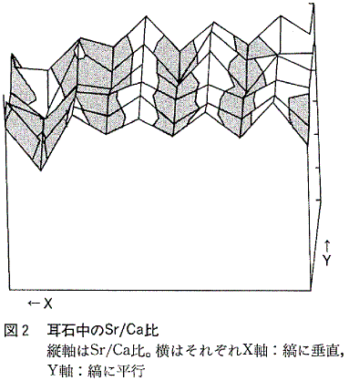 図2  耳石中のSr/Ca比