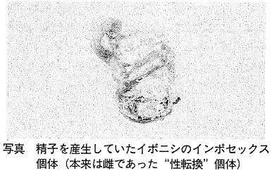 写真  精子を産生していたイボニシのインポセックス個体（本来は雌であった”性転換”個体）