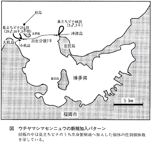 図  ウチヤマシマセンニュウの新規加入パターン