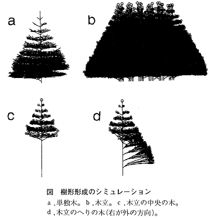 図 樹形形成のシミュレーション