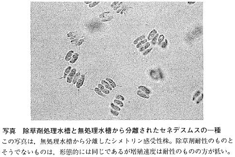 除草剤処理水槽と無処理水槽から分離されたセネデスムスの一種の写真  