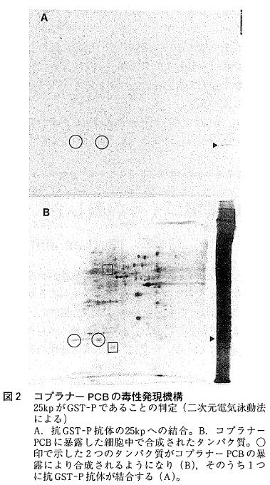 図2  コプラナーPCBの毒性発見機構
