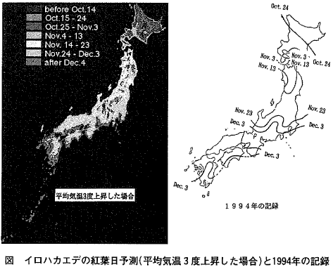 図  イロハカエデの紅葉日予測（平均気温3度上昇した場合）と1994年の記録