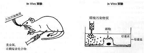 模式図