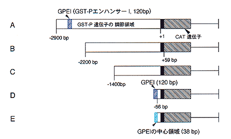 図１