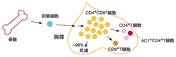 概念図