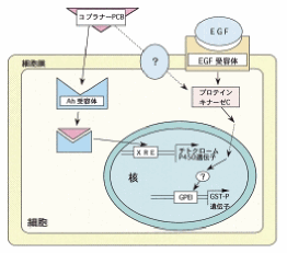 図：薬物代謝酵素の発現