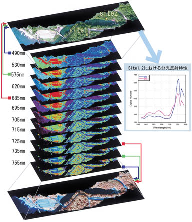 森林の分光画像の図